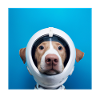 Dog in space