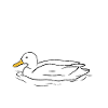 Cute Duck