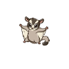 Sugar Glider Whisperer Marsupial Écureuil
