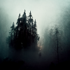 Dunkler Wald