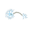 Super Neuron Network
