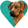 Rhodesian Ridgeback