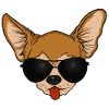 Chihuahua Chiwawa with Sunglasses Funny Dog