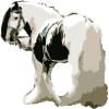Pferd, Tinker , Pferd Tinker, Geschenkidee