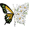 Butterfly Flower Floral Daisies