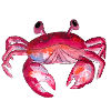 Krabbe