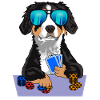 Bernese Mountain Dog plays poker