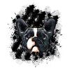 Frenchie Black/White French Bulldog
