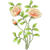 Fleur