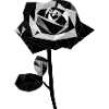 Polygone rose noire