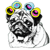 Pampered Pug