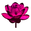 Galaxy Flower