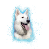Berger Blanc Suisse,berger,chien,graffiti,rose
