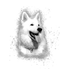 Berger Blanc Suisse,shepherd,dog,graffiti