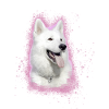 weisser schäferhund,schäferhund,hund,graffiti,rosa