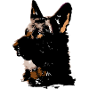German Shepherd,German Shepherd,hundb,brown