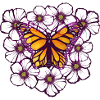 Monarch Butterfly
