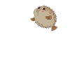 Dear puffer fish