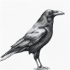 Drawn Raven