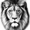 Drawn Lion