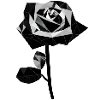 Black rose polygonal