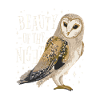 Owl Bird Animal Owls