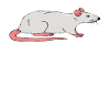 Rat mother and wine lover