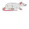 J’aime beaucoup les rats