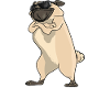 Certified Pug Expert