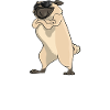 Easily Distracted By Pugs