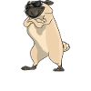 Everyday Is Pugday