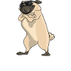 I Really Love My Pug