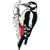 Great spotted woodpecker