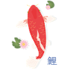 Koi Rot