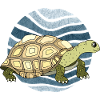 Tortoise