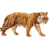 Tiger - Cat Family - Wildlife - Nature