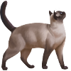 Cat - Cat Love - Friends - Pets