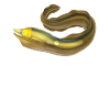 Murène pour garçons