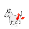 Nobody TWERKS like Bull Terriers
