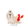 Nobody TWERKS like Shih Tzu