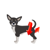 Nobody TWERKS like Chihuahua