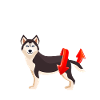 Nobody TWERKS like Siberian Husky