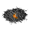Nemo Clownfish diving tauchen Ozean