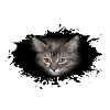 meow cat