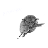 grumpy monkey Tarsier Maki