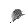 Tarsier Koboldmonkey Monkey
