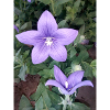 Purple flower