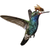 Colibri and Bee