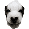 Welpen Gesicht