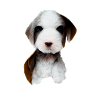 Chiots
